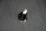 Crazy Ringe